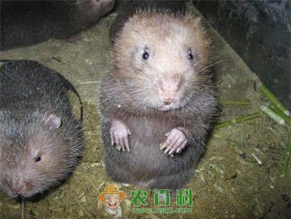 “竹鼠肥了,我们富了” 土客网网 “竹鼠肥了,我们富了”