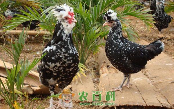 贵妃鸡的生物学特性