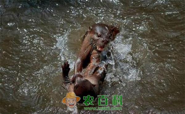 水獭 水獭领地争夺拳击战