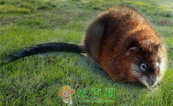 海狸鼠 广西美女远嫁凤冈县养殖起海狸鼠