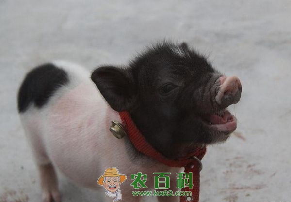 小香猪养殖--土客网网 小香猪养殖之仔猪白痢
