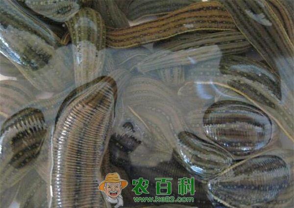 蚂蟥对饵料的要求