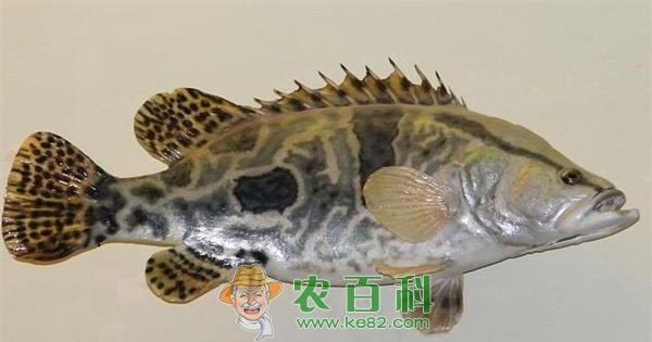 鳜鱼养殖工艺