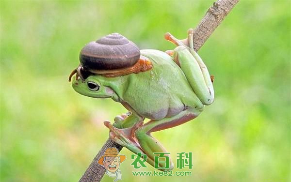 小蜗牛爬到树蛙头顶似法式贝雷帽