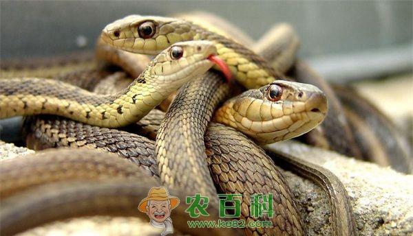 蛇的天敌 蛇的天敌