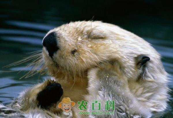 水獭养殖：水獭繁育管理有“四关