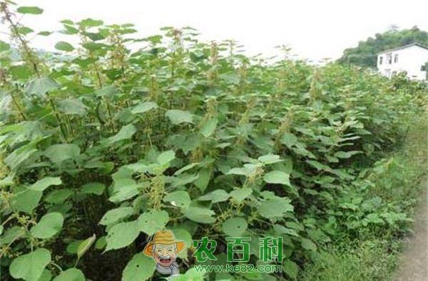 苎麻夜蛾--土客网网 苎麻夜蛾的防治技巧