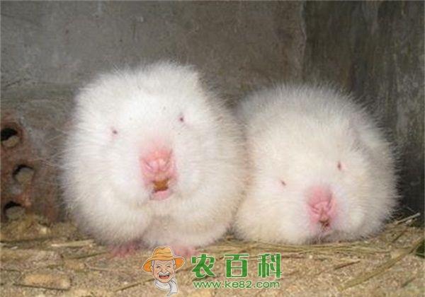 竹鼠 贵州:新兴竹鼠养殖落户大山农户家