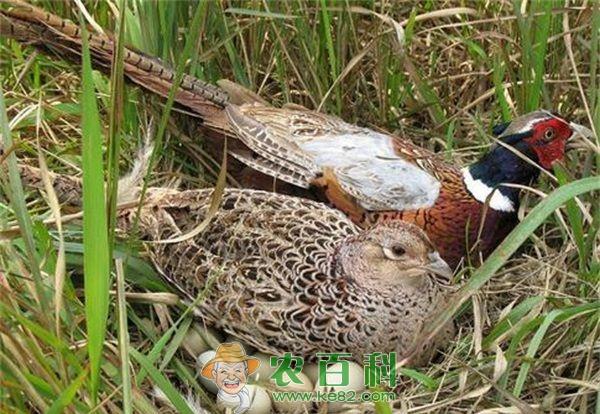 野鸡细菌性疾病预防和治疗