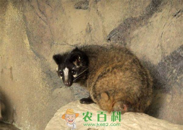 果子狸冬前肥育期的饲养管理