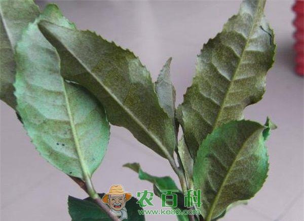 茶橙瘿螨发生与防治 土客网网 茶橙瘿螨发生与防治
