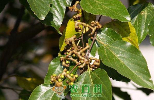 拐枣 拐枣药用方法