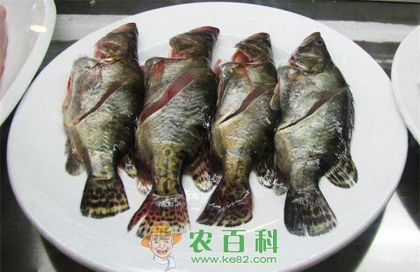 鳜鱼饲养要点