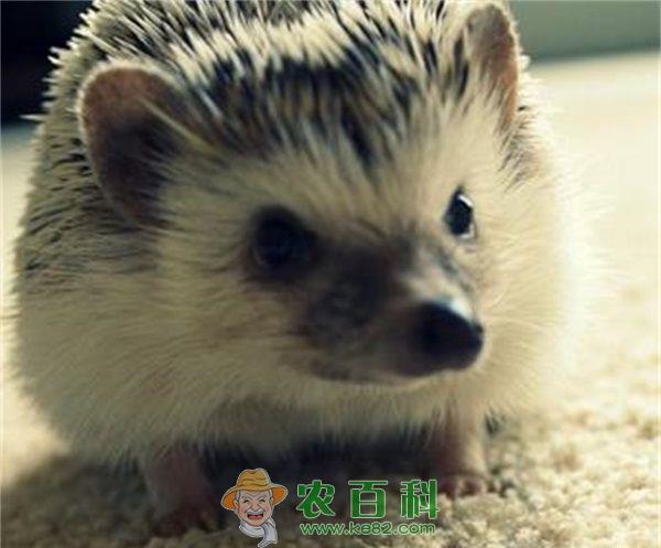 刺猬 老板本欲把刺猬当宠物