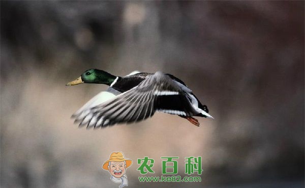 野鸭 母野鸭被公鸭抢走丈夫弃子狂追