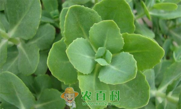 景天简介 景天简介
