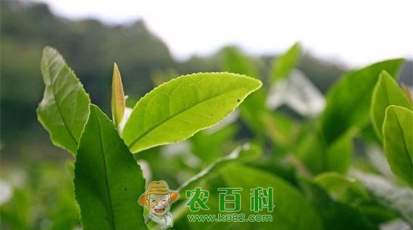 茶叶的营养价值