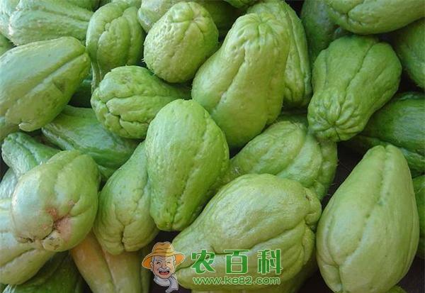 佛手瓜的药用价值