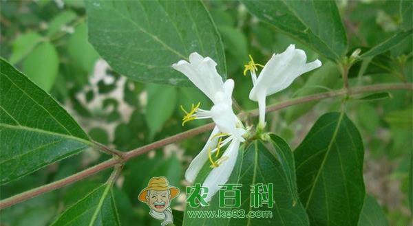 金银花新品种介绍