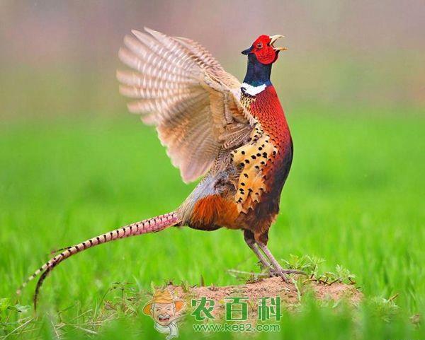 野鸡 红扒野鸡的做法