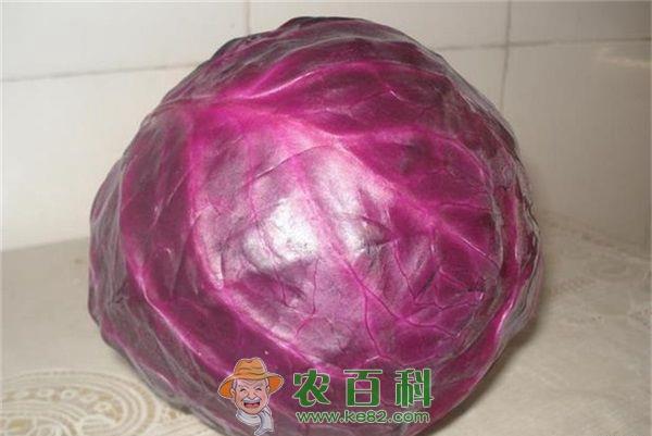 紫甘蓝 孕妇能吃紫甘蓝吗