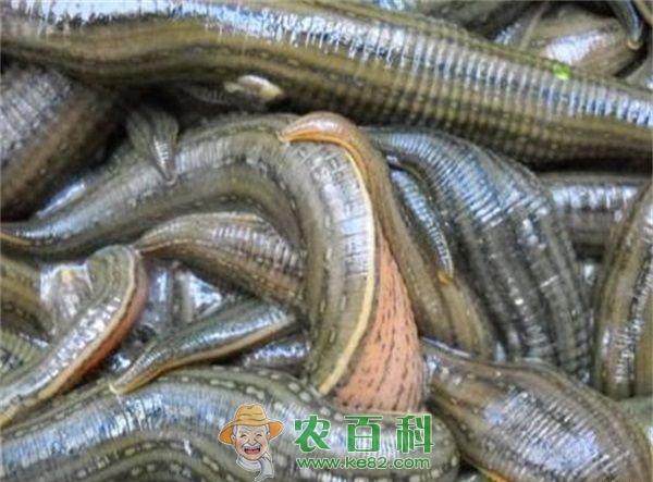 北方水蛭养殖技术初探