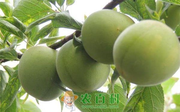 果梅育苗技术