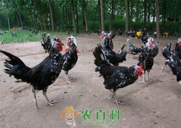 九味贵妃鸡是哪个地方的菜 九味贵妃鸡是哪个地方的菜