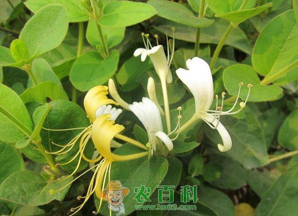 如何才能种好金银花