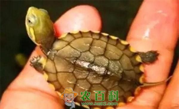 龟--土客网网 裤内藏51只乌龟走私或被判10年