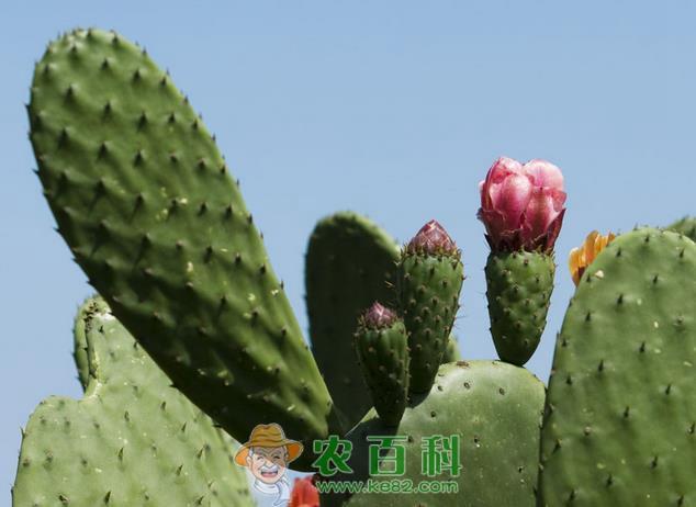 人类过失 全球近35%仙人掌将灭绝
