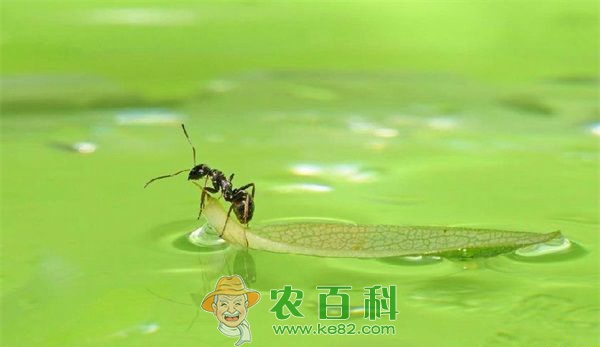 蚂蚁被称四害之外第五害