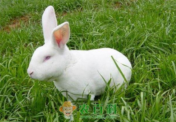 獭兔 谁为假獭兔皮草买单