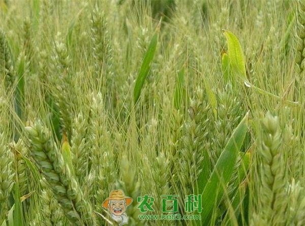 小麦种植技术之湿害防治方法