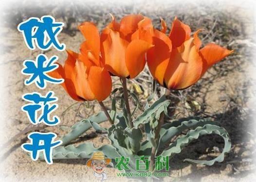 依米花 真实的依米花