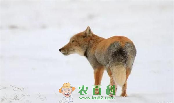 颜值最低的狐狸藏狐