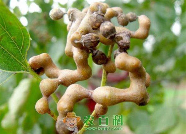 拐枣营养价值分析