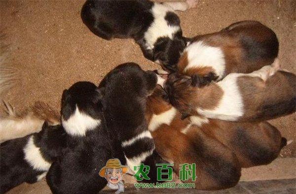 肉狗养殖骗局:狗养肥了就是肉狗