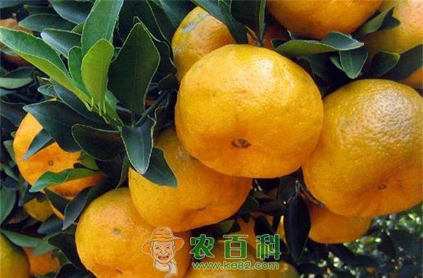 椪柑 湘西泸溪:椪柑“溜索”过河香