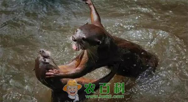 水獭打架争领地输者遮面羞于见人