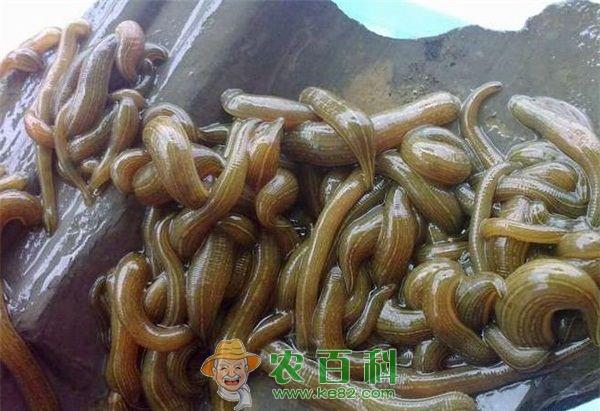 蚂蟥 蚂蟥进肚找不到了