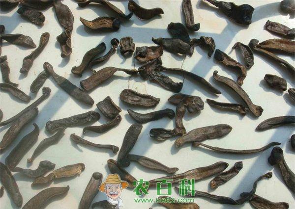 蚂蟥 蚂蟥的野捕引种经验