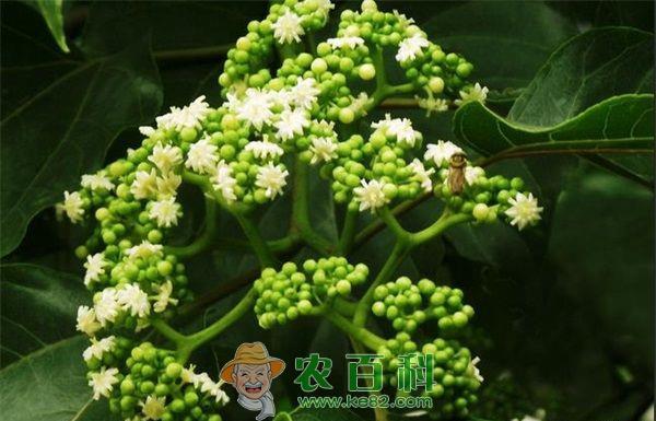 拐枣种植的修剪技术