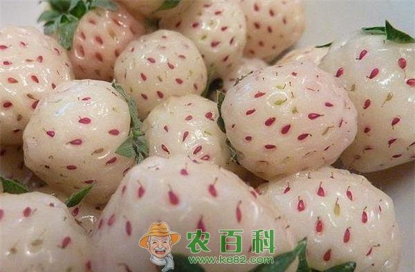 菠萝莓的作用