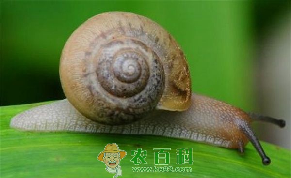 蜗牛 “双峰树”迷你蜗牛将要消失