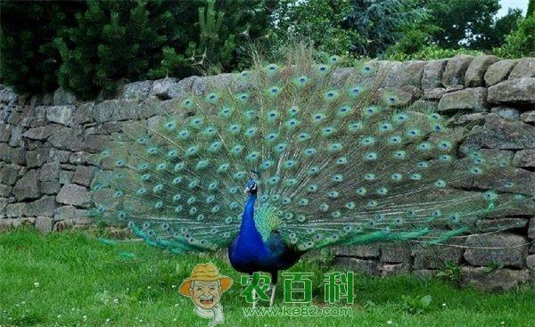 孔雀--土客网网 蓝孔雀育雏期的饲养管理