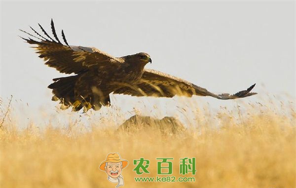 艺术家笔下的鹰