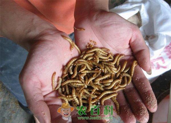 黄粉虫--土客网网 能否直接食用黄粉虫