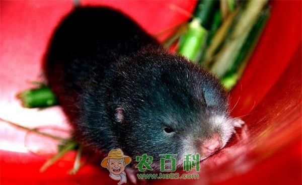 竹鼠养殖要防止竹鼠咬伤人