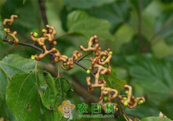 拐枣 拐枣特性